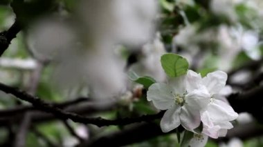 Apple çiçek bahar. Ağaç üzerinde güzel beyaz çiçekler 