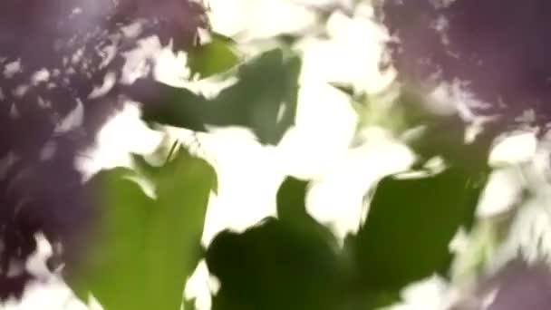 Lilac flowers with a sparkling lens flare through the leaves — Stock Video