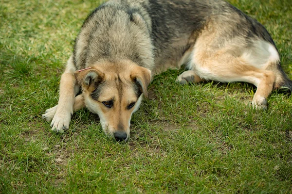 Cute tired dog laying on green grass