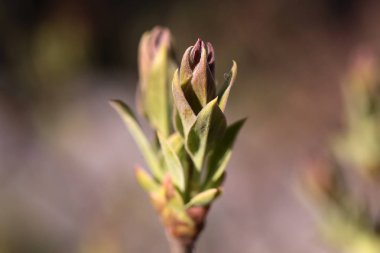 Taze yaprakları ortaya çıkıyor