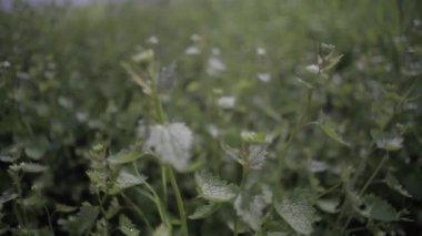 Alan, bulanık bitki yağmur sonra üzerinde yeşil bir ısırgan, güzel arka plan