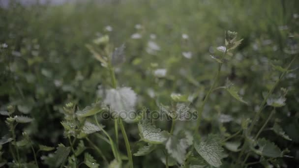 Belo fundo de uma urtiga verde no campo, planta borrada após a chuva — Vídeo de Stock