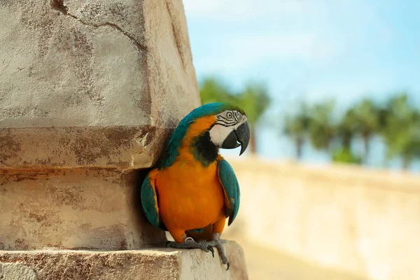 Lindo loro o guacamayo con plumas azules y amarillas — Foto de Stock