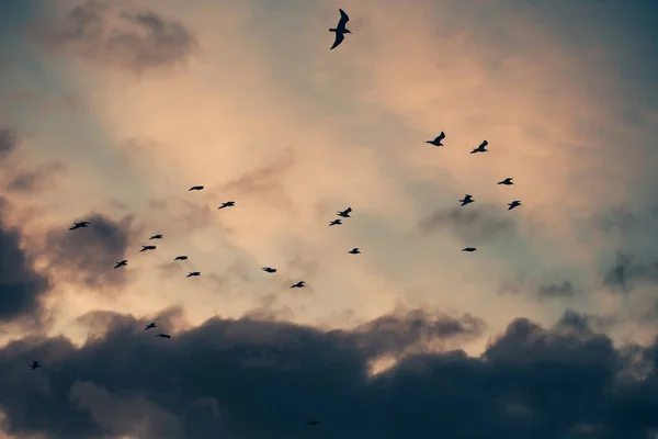 Zwarte silhouetten van vogels vliegen in de lucht — Stockfoto