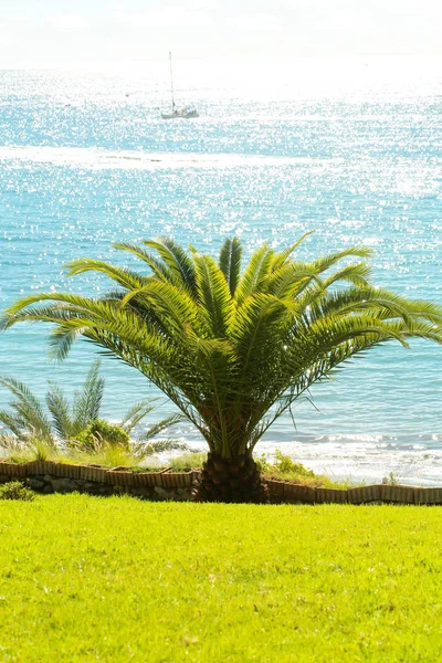 Mooie palmbomen — Stockfoto