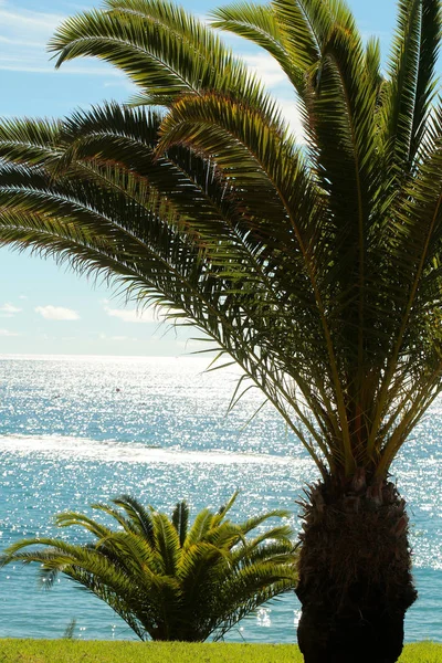 Beautiful palm trees — Stock Photo, Image