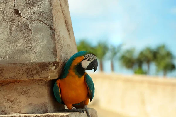 Niedlicher Papagei oder Ara-Vogel mit blauen und gelben Federn — Stockfoto