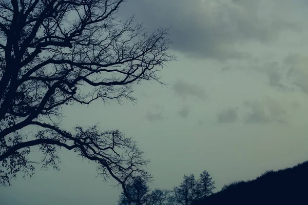 Силуэты чёрных лиственных деревьев — стоковое фото