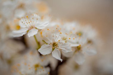 Beyaz çiçek çiçekler