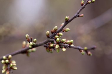 yeşil tomurcukları dalı