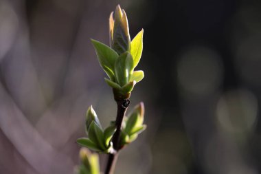 Genç bahar yaprakları