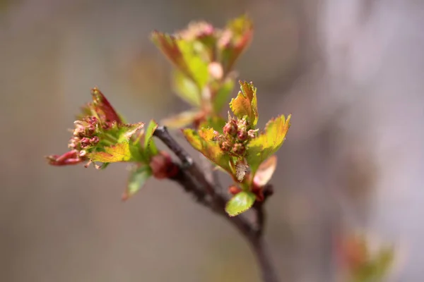 Unga blad på en gren — Stockfoto