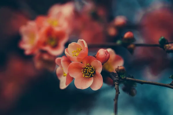 Güzel Ayva çiçek — Stok fotoğraf