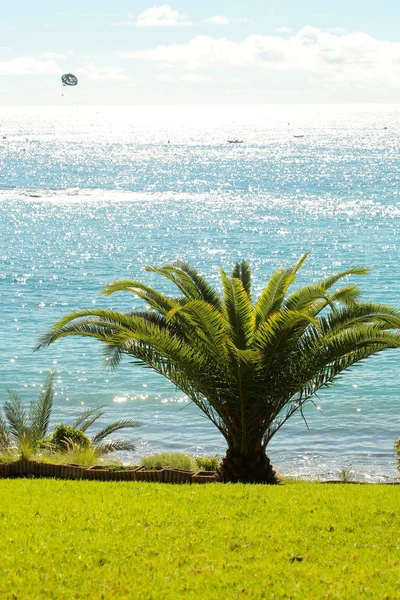 Beautiful palm trees — Stock Photo, Image