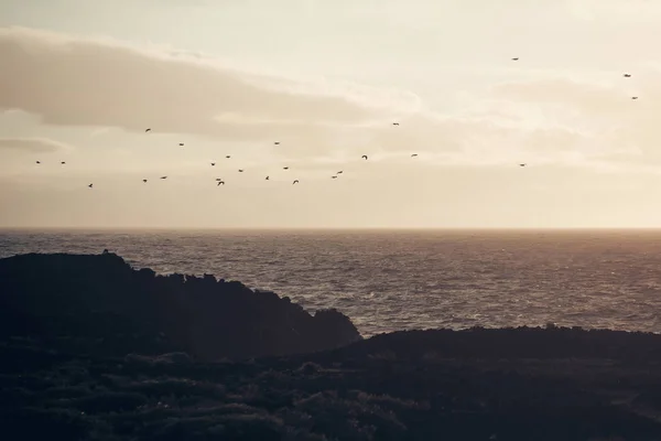 Zwerm vogels vliegen over grijs zee in avond — Stockfoto