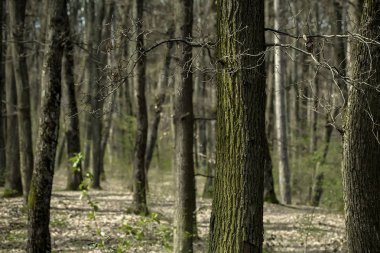 Orman veya ahşap doğal arka plan olarak güzel ağaçlar