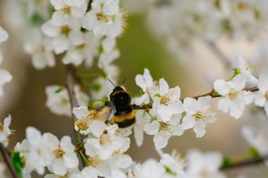 Beyaz sakura çiçek çiçek açması gibi doğal arka plan üzerinde arı böcek