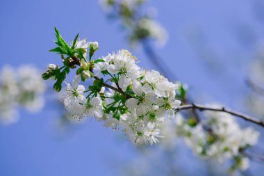 Mavi gökyüzü çiçeği beyaz çiçekler