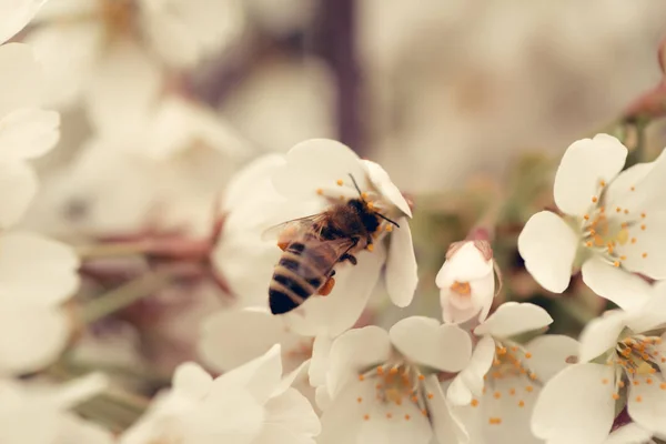 Bee insect on white sakura flower blossoming as natural background — Stock Photo, Image