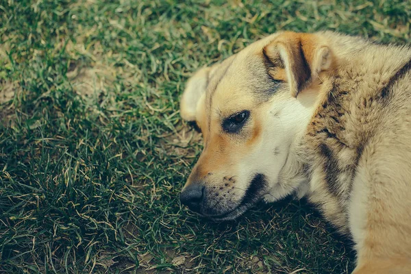 Lindo adorable perro tendido en verde hierba ooutdoor — Foto de Stock