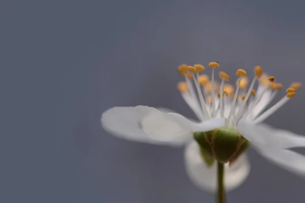 Sakura λευκό λουλούδι ανθίζει ως φυσικό υπόβαθρο σχετικά με θολή φόντο — Φωτογραφία Αρχείου