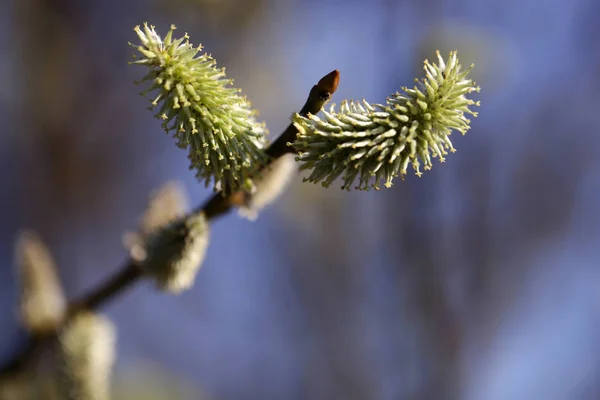 Hojas jóvenes de primavera sobre fondo natural borroso — Foto de Stock