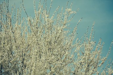 Zemin üzerinde doğal arka plan olarak çiçek beyaz sakura çiçek bulanık