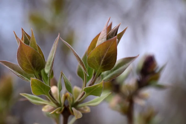 Hojas jóvenes de primavera sobre fondo natural borroso — Foto de Stock