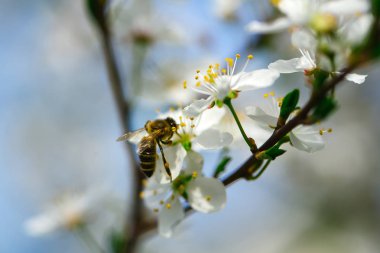 Beyaz sakura çiçek çiçek açması gibi doğal arka plan üzerinde arı böcek