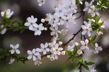 Zemin üzerinde doğal arka plan olarak çiçek beyaz sakura çiçek bulanık
