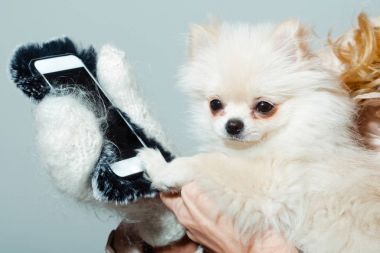Pomeranian köpek kadın elinde Smartphone kullanarak