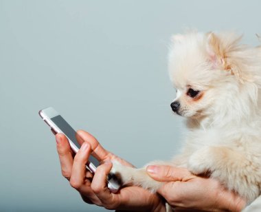 Pomeranian köpek kadın elinde Smartphone kullanarak