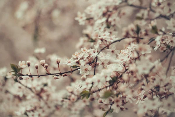 Weiße Sakura-Blume blüht als natürlicher Hintergrund auf verschwommenem Hintergrund — Stockfoto