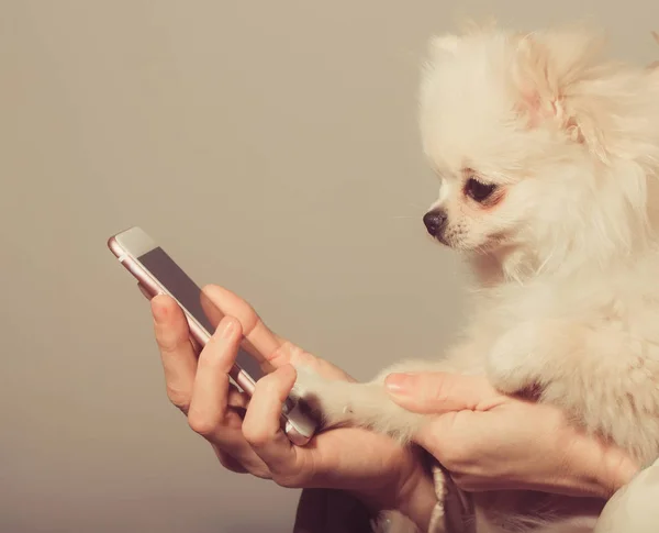 Ładny pies pomorskim przy użyciu smartfona w rękach kobiet — Zdjęcie stockowe