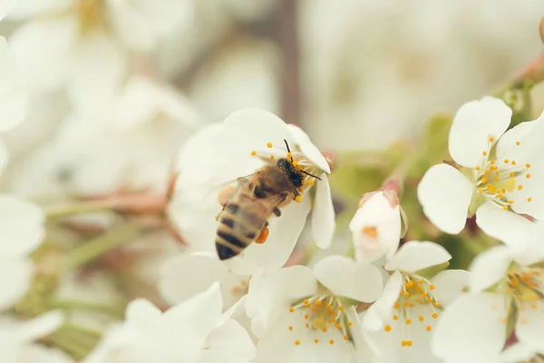 Bee insect on white sakura flower blossoming as natural background — Stock Photo, Image