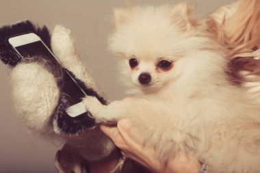 Pomeranian köpek kadın elinde Smartphone kullanarak