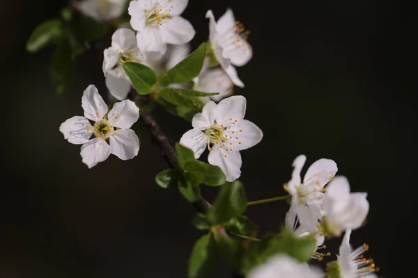 Белый цветок сакуры расцветает как естественный фон на размытом фоне — стоковое фото
