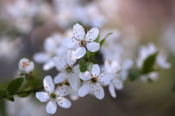 Weiße Sakura-Blume blüht als natürlicher Hintergrund auf verschwommenem Hintergrund — Stockfoto