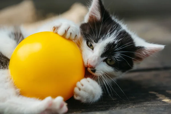 Χαριτωμένο γατάκι γάτα παίζει με κίτρινη μπάλα — Φωτογραφία Αρχείου
