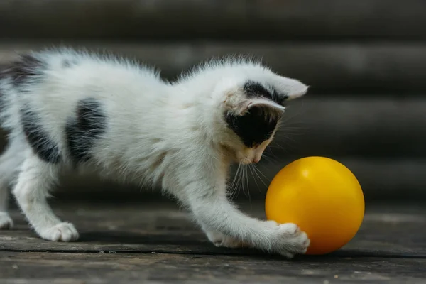 Söt kattunge katt leker med gul boll — Stockfoto