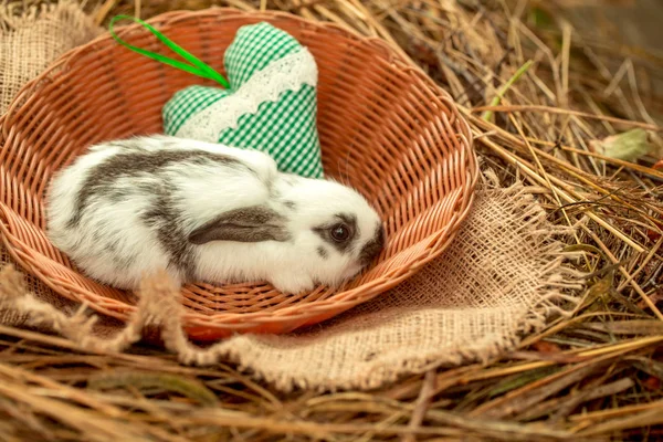 Cute rabbit bunny sitting in wicker bowl with green heart — Stock Photo, Image
