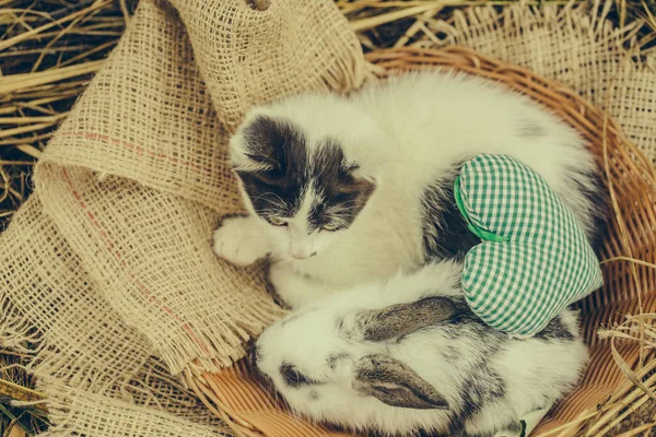 Cute small rabbit and little cat with green heart — Stock Photo, Image