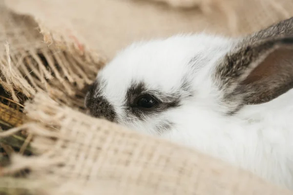 귀여운 토끼 자루에 누워 — 스톡 사진
