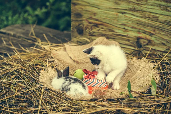 Χαριτωμένο μικρό γατάκι με κόκκινη καρδιά κουτί δώρου και κουνέλι — Φωτογραφία Αρχείου