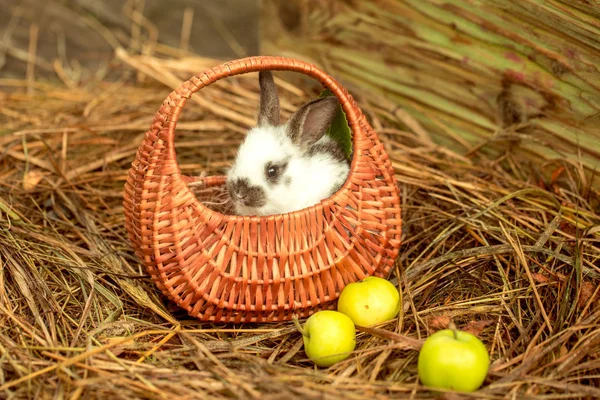Roztomilý králík sedí v proutěném košíku s Zelená jablka — Stock fotografie