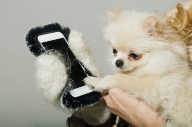 Pomeranian köpek kadın elinde Smartphone kullanarak