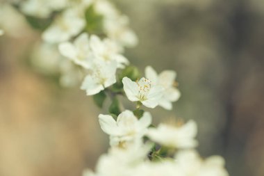 Zemin üzerinde doğal arka plan olarak çiçek beyaz sakura çiçek bulanık
