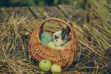 Sevimli tavşan sepet yeşil kalp ile oturuyor