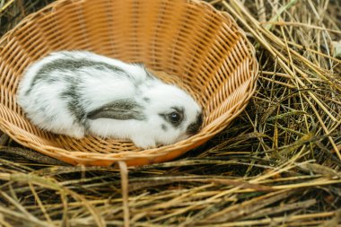 Hasır kabın içinde oturan sevimli tavşan tavşan