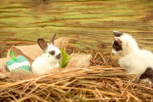 Mignon petit lapin et petit chat jouant dans le foin naturel — Photo